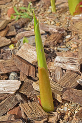 Jardin : plants de canna indica sortant de terre.