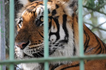 View of a wild tiger looking away while being captived in a green cage in a zoo - concept: captivity