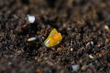 ウミコチョウ（シフォプテロンフラヴォリネアトゥム）