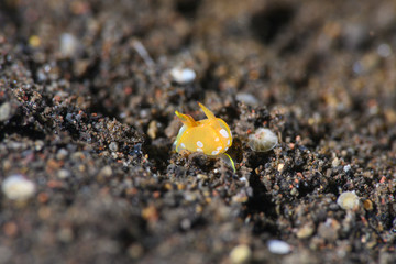 ウミコチョウ（シフォプテロンフラヴォリネアトゥム）