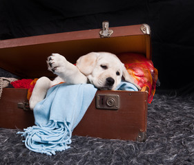 Labrador Puppy in old vintage suitcase on black background