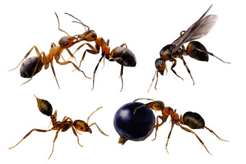 Picture-set of ants hand drawn in watercolor isolated on a white background