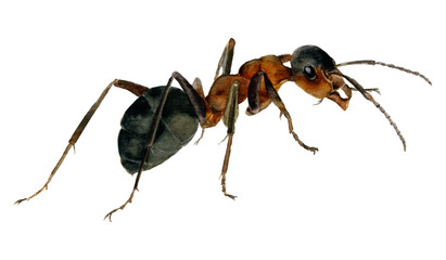 Picture of the ant hand drawn in watercolor isolated on a white background
