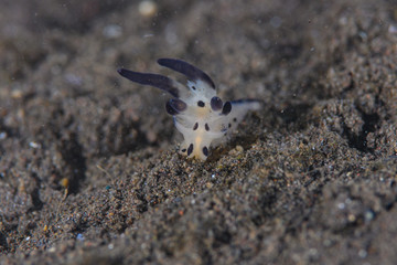 ミズタマウミウシsp