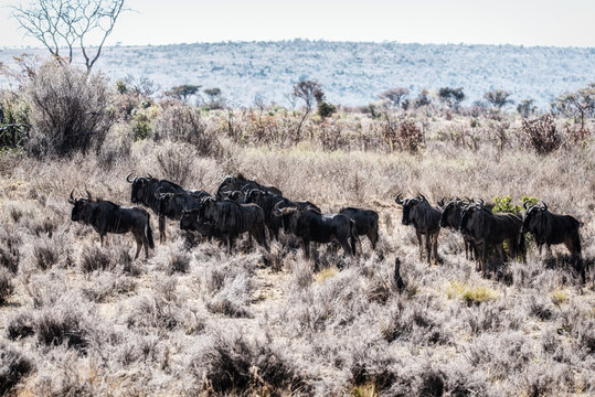 Blue wildebeest (connochaetes taurinus)