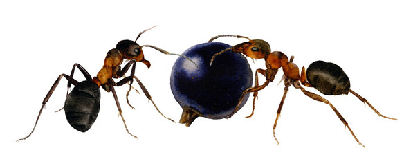 Picture of ants with a berry hand drawn in watercolor isolated on a white background