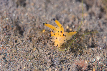 カンナツノザヤウミウシ