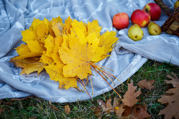 Autumn picnic in the park, the forest on the bedspread, in the basket pumpkin, apples, fresh baguette. Fallen leaves on the ground