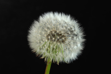  dandelion on stem with seeds on black background