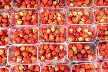 ripe strawberries in plastic trays on market