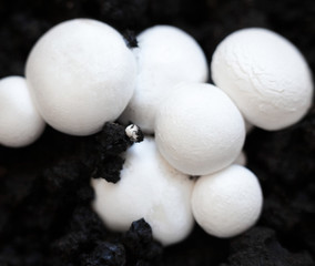 Button mushrooms in the ground