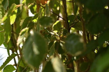 Fototapeta premium Fresh natural plants bathed in soft sunlight and drops of lovely water reflecting and adding texture