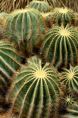 Collection of Golden Ball Cacti