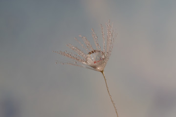 dandelion seed with water droplets macro