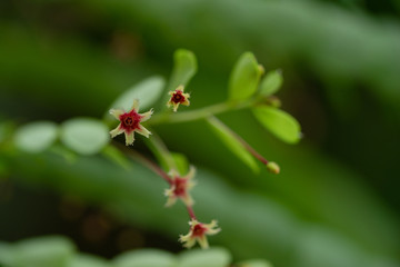 Close-up of Phyllanthus pulcher, or Thai name for Wan Thorani San