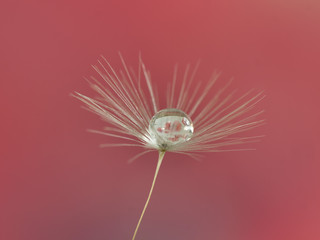 dandelion seed with water droplets macro