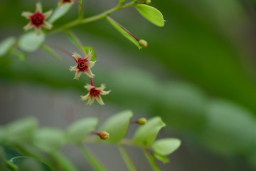 Macro of Phyllanthus pulcher, or Thai name for Wan Thorani San and has medicinal value