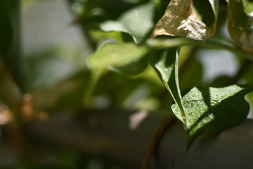 Fresh natural plants bathed in soft sunlight and drops of lovely water reflecting and adding texture