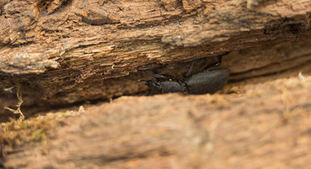 bug hiding in rotten wood in nature