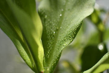 Fresh natural plants bathed in soft sunlight and drops of lovely water reflecting and adding texture