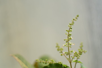 Fresh natural plants bathed in soft sunlight and drops of lovely water reflecting and adding texture