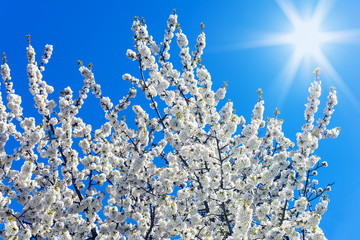 Fototapeta na wymiar Baumkrone eines Kirschbaums in der Blüte bei Sonnenschein mit Blendenflecken