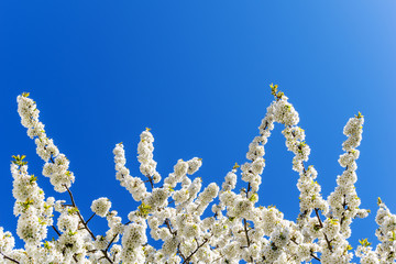 Fototapeta na wymiar Zweige eines Kirschbaums in der Blüte vor blauem Himmel im Frühjahr