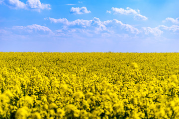 Obraz premium Rapsfeld im Sommer im Sonnenschein bei bauem Himmel und Sonnenschein
