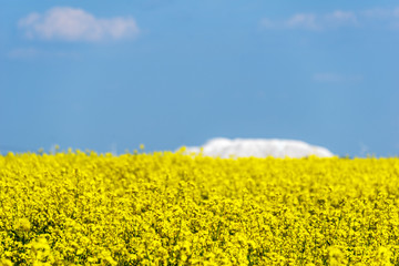 Obraz premium Ein gelbes Rapsfeld vor einer Abraumhalde bei blauem Himmel im Sonnenschein