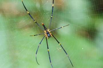 spider on the web