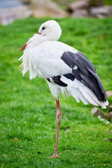 White Stork Closeup in natural habitat ( Ciconia ciconia )