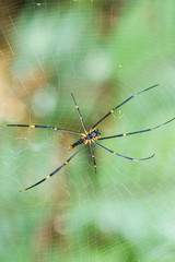 spider on a web