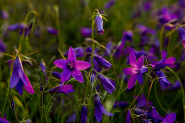 wild violet flowers