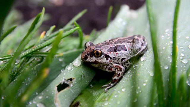 European common brown frog sits on green leaf after rain. Rana temporaria close up video. 