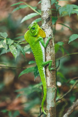 green lizard on a tree