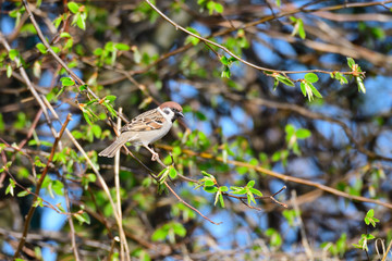 Feldsperling im Frühjahr
