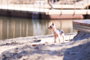 Happy and cute little Yorkie puppy dog