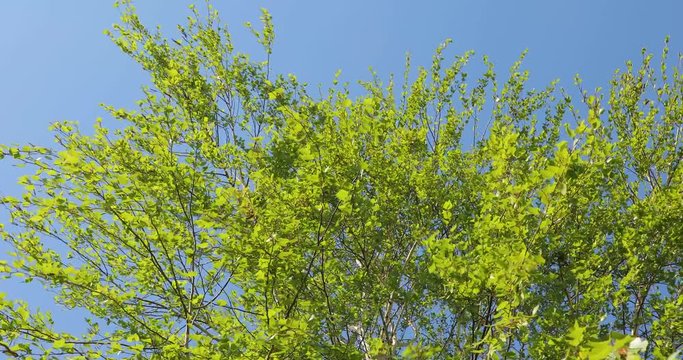 Green tree leaves in the wind, blus sky, fresh spring green