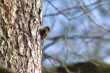 Waldbaumläufer - Vogel - Certhia familiaris