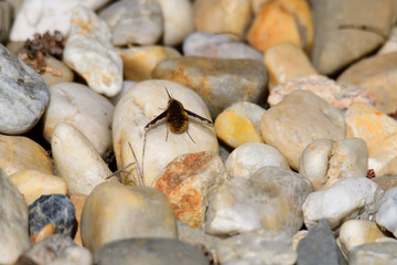 Wollschweber bei der Rast auf Steinen