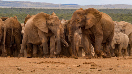 Fototapeta premium Elephants gathering in South Africa.