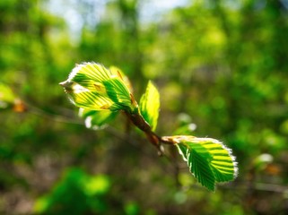 Junge Blätter