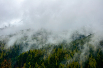 The foggy pine trees forest in the Austria