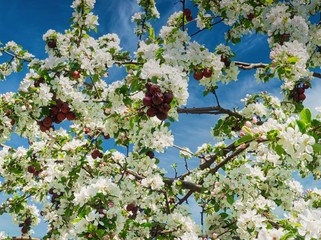 Kirschen und Kirschblüten