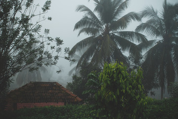 Naklejka premium tropical forest with palm trees