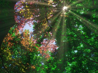 Bl&auml;tterdach im Fr&uuml;hling