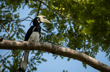 Oriental pied hornbill. 