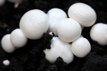 Button mushrooms in the ground