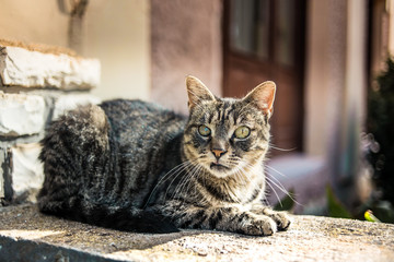 The cat