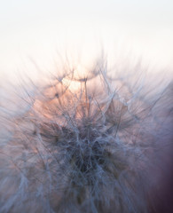 Head of seeds of the Tragopogon flower